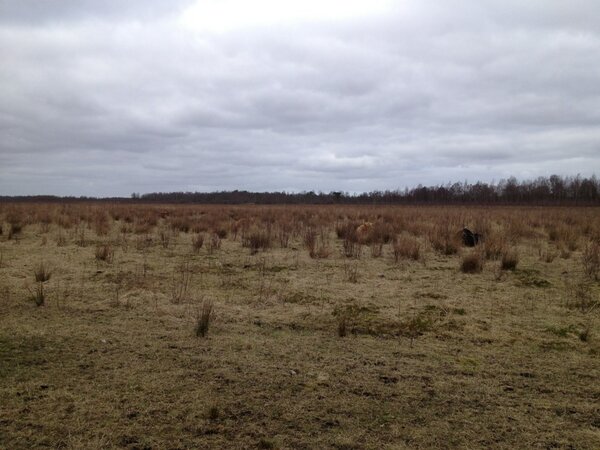 Zoek de koeien! #camouflagekoe #natuur