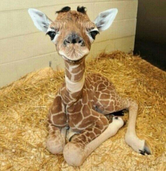 NaturPictures's tweet photo. Las crías de jirafas son realmente impresionantes. http://t.co/QhRxkAy91g