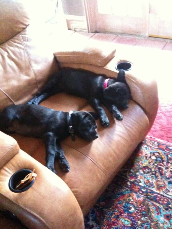 My dogs voted the most popular.  Labrador retrievers.  Again. They are the best.  This pic is three years old.