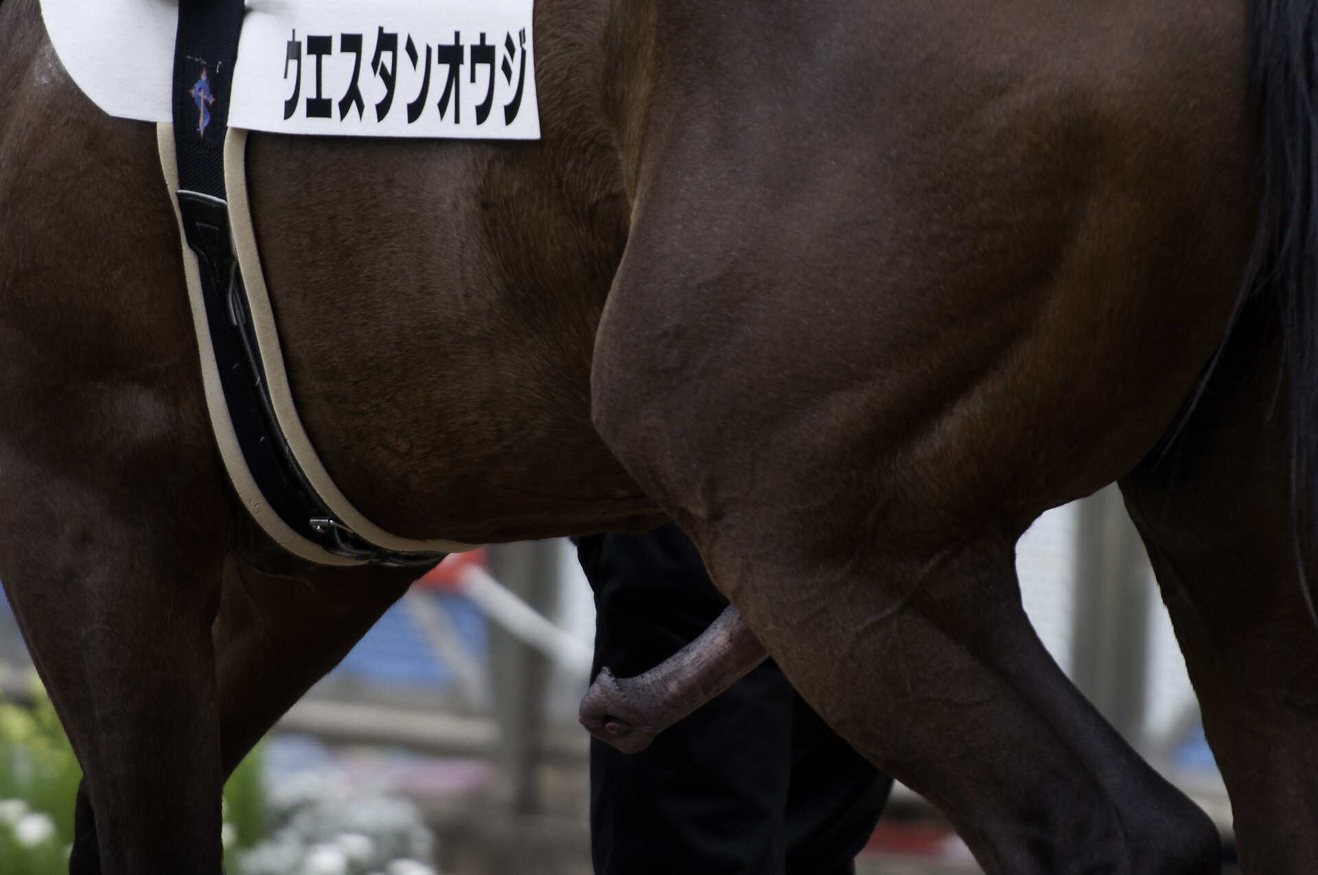 Karasi Gj 閲覧注意 今日は馬のチンコの尿道部分がどうなってるのかわかったのが収穫 何の Http T Co Zdemqubztu Twitter