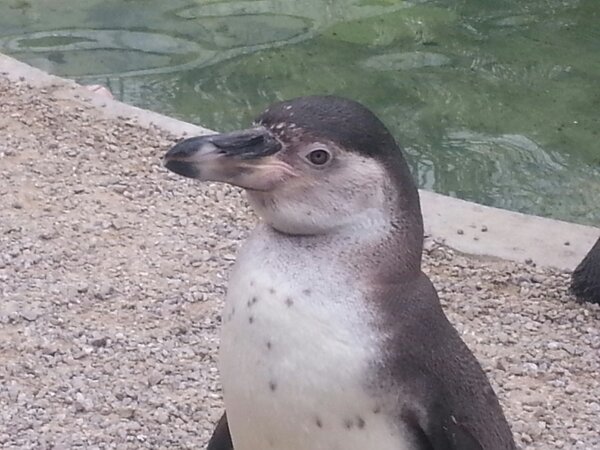 neilr1975's tweet image. #pengiuns awesome