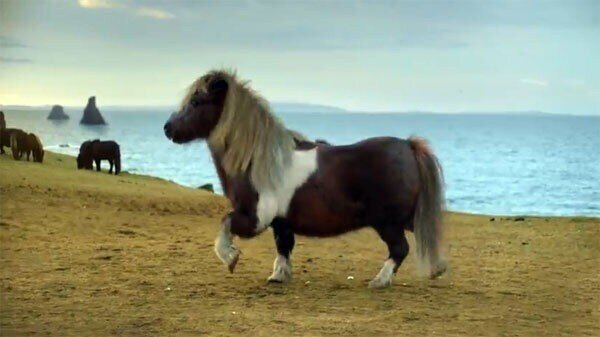 Eth__Alex's tweet image. #danceponydance he's celebrating that tesco didn't catch him!