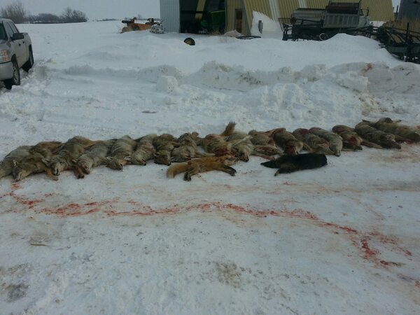 jzubke's tweet image. Coyote hunt 2013 not bad @joeunzen #wacknstack