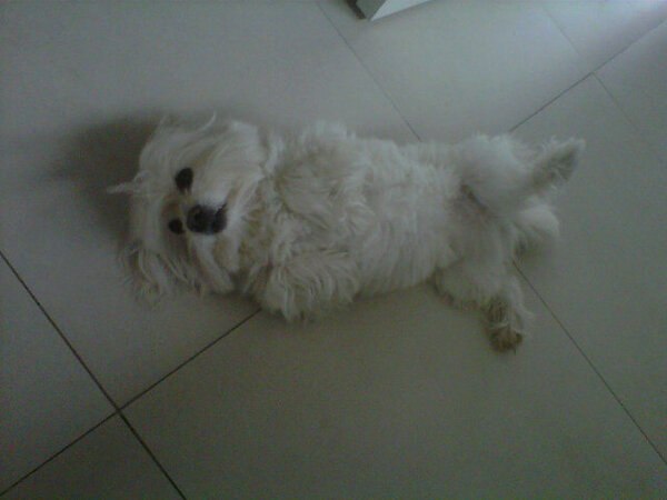 PazMaillo's tweet photo. @cecicaquias @alefitti noooooooo miren lo que tengo en casa x 15 días!!!!! Mi hijiiiiii. Donde esta mi negra divina? http://t.co/lRyyj4V6Dj