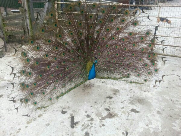 De lente zit in de lucht. De pauw maakt zich mooi voor de vrouwtjes.