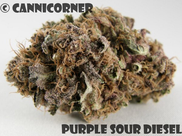 CanniCorner's tweet image. Purple Sour Diesel at @CoolCalmCollect #mmot #mmj #cannicorner @HighImGod @THEDADDYSTONER @1grumpyjones @DedFishHed