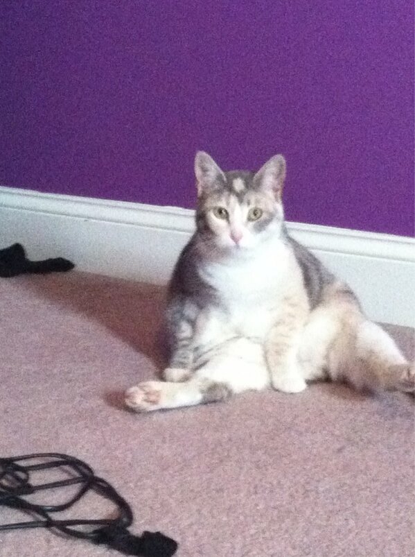 SassyAssKat's tweet photo. Dis is model pose #meow #sexiness http://t.co/h0oBrKR7q3