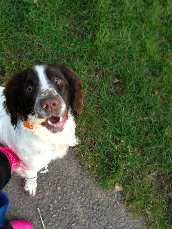 lauwhite2012's tweet image. Teal with the orange peel he found and would not give up #stubbornpup #mybaby 🐶😍