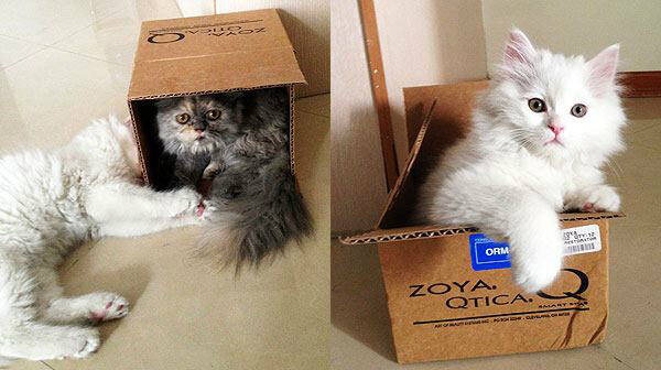 Thorough research &amp; case studies found that pets enjoy playing in Zoya &amp; Qtica packaging more than any other brands
