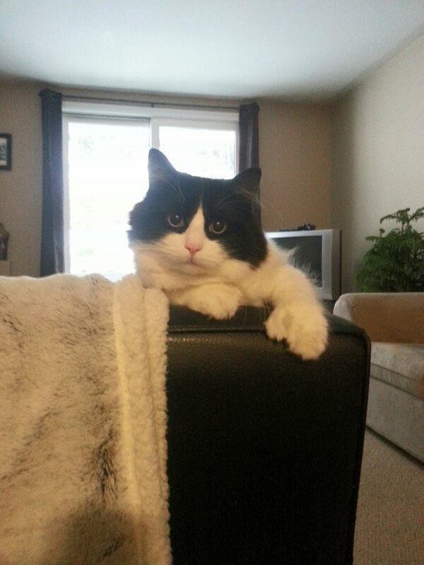 DualHelix's tweet photo. Sir Wesley The Cat "This is MY couch." http://t.co/dw4eXJpWC2