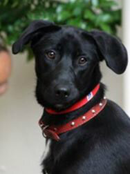 drivingdogs's tweet photo. How can you say no to Barbie? She's at the @SPCA_Auckland  just waiting for a new home. http://t.co/m9x9jX1wIW http://t.co/QJifZQ6bjV
