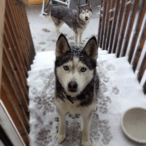 TerryDerek's tweet image. Love my dogs!!