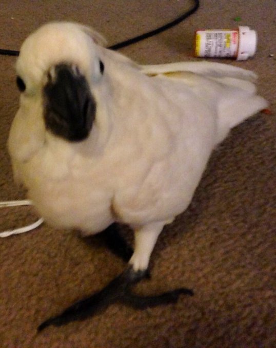 &ldquo;@cooperhefner Some people have dogs. We have him. http://t.co/MGuVk4qXuD&rdquo; And I have her. <3 #Mccaw<a class="tags" target="_blank" title="On Twitter" href="/?out=eyJ0eXAiOiJKV1QiLCJhbGciOiJIUzUxMiJ9.eyJpYXQiOjE3MjMyNzEwMDUsImlzcyI6InR3cG9ybnN0YXJzLmNvbSIsIm5iZiI6MTcyMzI3MTAwNSwiZXhwIjoxNzU0ODA3MDA1LCJyZWRpcmVjdF91cmwiOiJodHRwczovL3R3aXR0ZXIuY29tL2Nvb3BlcmhlZm5lciJ9.NbcegT15vHmXHFXuFAnWhWWxobiQYvALnrdBWnZAKNR0U1037UTdKuL3zR-WuK6ArxWc3XA7aIWcCvQFW7L3mw">@cooperhefner</a><a href="/tag/cockatoo"class="tags"><span>#cockatoo</span></a><a href="/tag/mccaw"class="tags"><span>#mccaw</span></a>