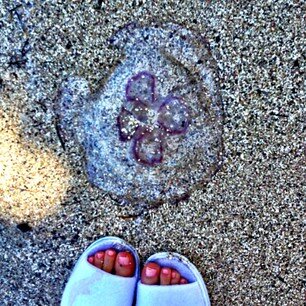 Dina_Connor's tweet photo. JELLY JELLY JELLY FISHHHHH. Or maybe it's a man-at-war. not sure.  :) http://t.co/oppFWtWNPw