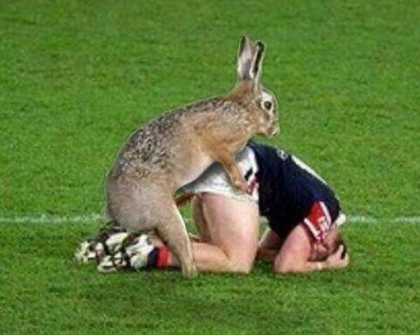 halil_mustafa's tweet image. @_doggiestyle_ nothing beats #rabbitstyle