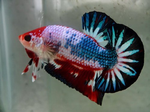 IKAN CUPANG on Twitter ini namanya IkanCpg jenis plakat IKAN CUPANG on Twitter ini namanya IkanCpg jenis plakat