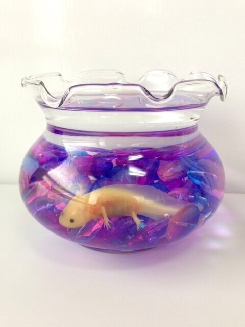 Ma Mo ダイソーの小さい金魚鉢 Http T Co I3zcfsfkbi Ma Mo ダイソーの小さい金魚鉢 Http T Co I3zcfsfkbi