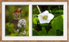 framebuilderApp's tweet image. Encadrement réalisé avec FrameBuilder
 itunes.apple.com/fr/app/id53087…