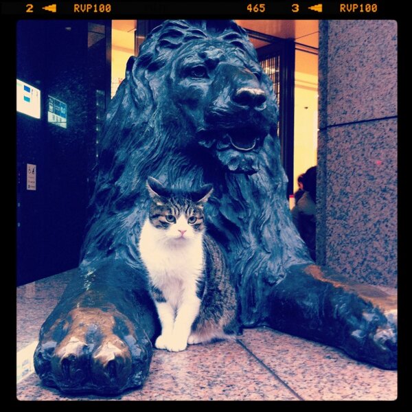 memi_s's tweet photo. 銀座三越前のライオン像の前に猫。
ネコ科同士が落ち着くのかな、やっぱり。 http://t.co/5arV7Cm0KP