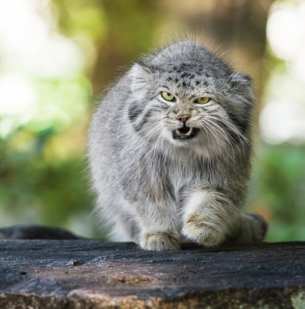 FnNature's tweet photo. Gato Montes " ! Que pasa tio ¡ " jaja http://t.co/bSPN5j3hNh