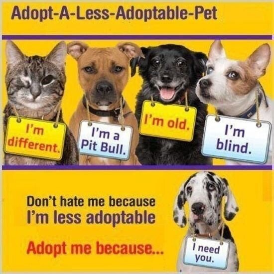 ADOPT A LESS ADOPTABLE PET !!!!!!!! RETWEET PLS #pets #cats #dogs #adoptalessadoptablepet