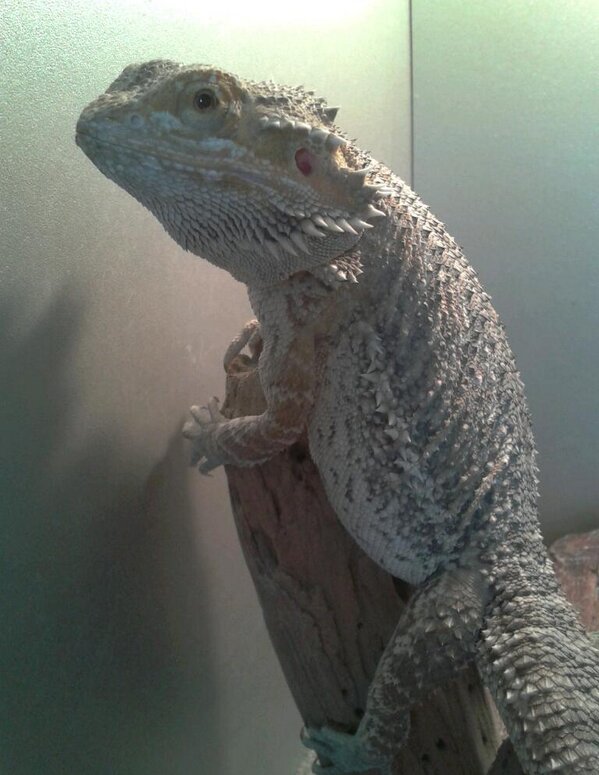 LadyreptileArts's tweet image. hmm no idea what name to give my beardie now like lol used to b called Gretel ...