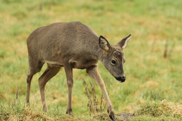 hf10ten's tweet photo. We now have 12 roe deer visit us most days so good to be able to capture them on camera *smile* http://t.co/NompmTKPKk
