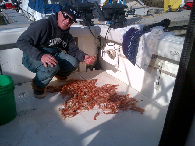Prawns after a great fishing trip.