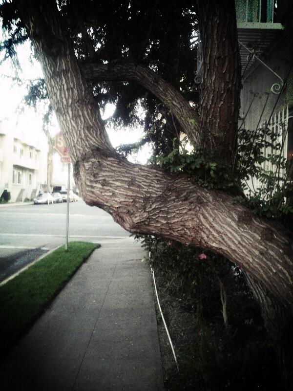 GeorgieLeahy's tweet image. The tree I hit my head on almost daily :0 #eviltree