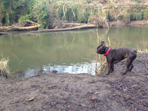FrankTheBoston's tweet photo. Am gunna jump, no,  not gunna, or yes, I will. Aaaaaaa, can't decide!! #confused #pets #bostonterrier http://t.co/kkhKtMCDR9