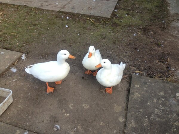 FrogmillInn's tweet photo. Come down to the Frogmill on this bright sunny day. Food served all day, everyday.. http://t.co/cuZsV6bWp6