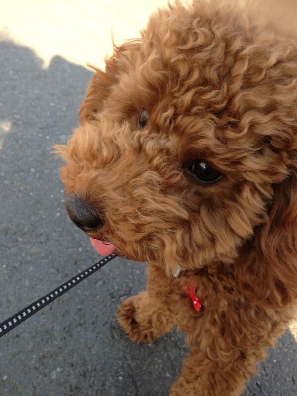 トイプードル モコ 12mc61 Twitter