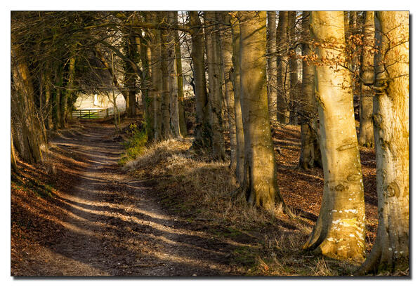 Twitter / keithdmercer: Beech shadows. #leicaimages ...