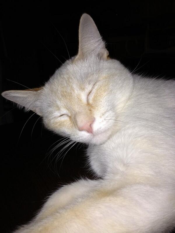 My_Pet_Forum's tweet photo. Wish I could be doing this right now! #cats #pets http://t.co/TPAo022EJo