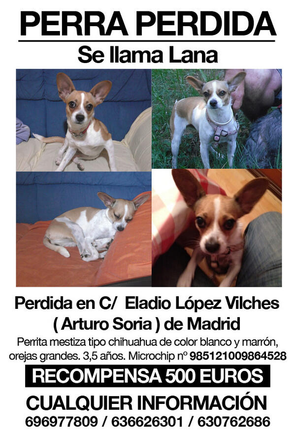 carlosdelvando's tweet photo. @HablemosdAnimal Lana sigue perdida. Puede que siga en Madrid, pero no descartamos que pueda estar en otro sitio. http://t.co/KwbUzMHypM