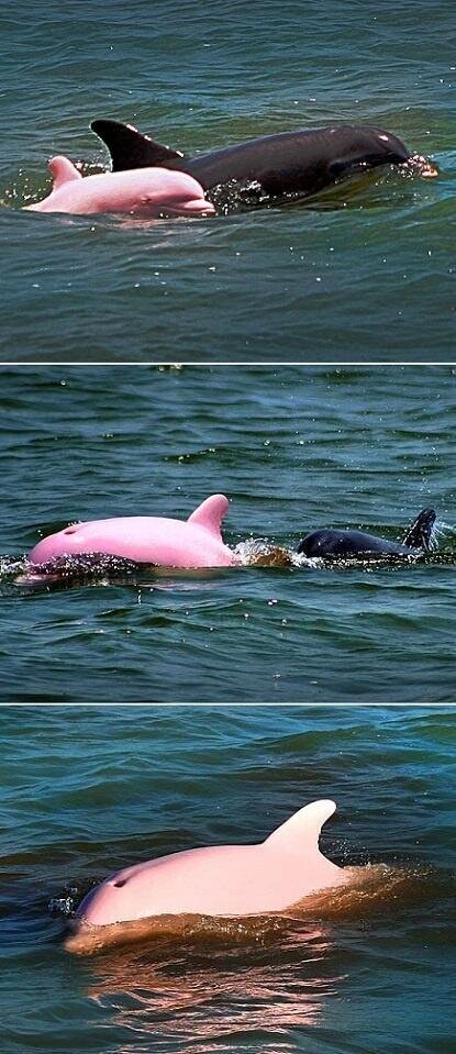 NaturPictures's tweet photo. Delfín Rosado. Sólo ha habido 14 avistamientos registrados de delfines de nariz botella albinos en todo el mundo. http://t.co/uJA56WQSAS