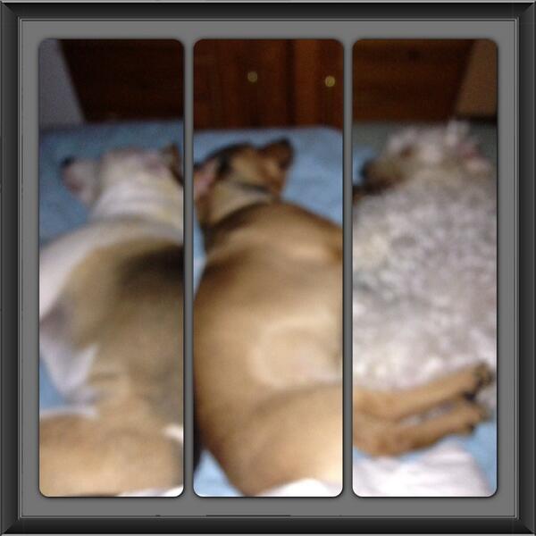 angi614c's tweet photo. #mybed #dogtakeover #pittbull #pets #dogs http://t.co/FEEVsF7Rye