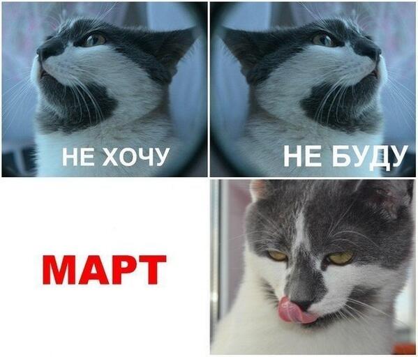 volkovadashken's tweet photo. ПОСВЯЩЕНО  СТОНУЩИМ КОТАМ ПОД МОИМ ОКНОМ СРЕДИ НОЧИ http://t.co/k4vm9Sy0ks
