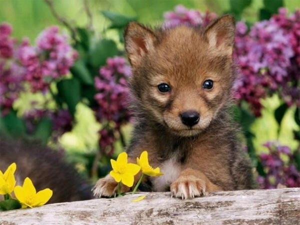 幸福を運んでくれる犬です。 RTしてみれば幸福が届きますよ♪