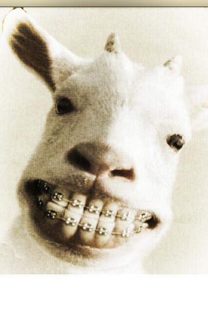 tomwesty's tweet image. Going through an unhealthy obsession with goats at the mo... #crying #notcoping