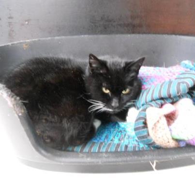 CAT (female, ~5yrs old) found injured in Fivemiletown last month. Do you recognise Sophie? Contact us on 07710 607816