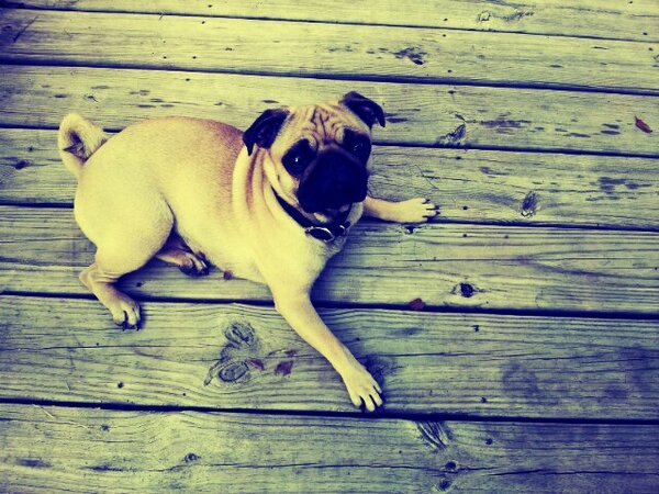 tmgiles01's tweet photo. Chyna baby http://t.co/Y6IUdZQbtQ