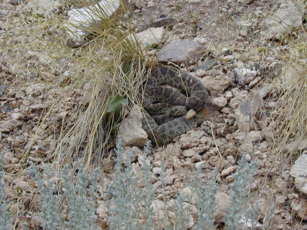 Rattlesnake