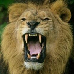 AEDDistribution's tweet image. VllovtwoA itunes.apple.com/us/app/groink/…