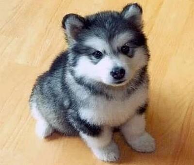 Uzivatel Hiromi Miyauchi Na Twitteru ポムスキー ポメラニアン と ハスキー の掛け合わせ この様な犬を作出する意味があるのかな 以前は機能向上など目的があって作出されてきたけど チワックスとかコッカプーとかファッションとしか思えない犬種が増えている