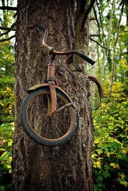 NaturPictures's tweet photo. En 1914, un niño dejó su bicicleta encadenada a un árbol para luchar en la guerra. Nunca regresó... http://t.co/BaYLqLBj7X