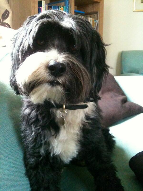 tibetan terrier crufts