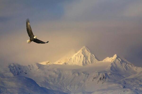 PortraitLight's tweet image. Soaring High by Mark Lissick [feedly]  buff.ly/XXBCeS