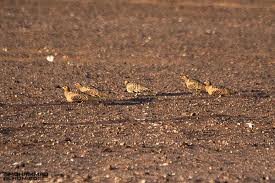 #صور_صيد