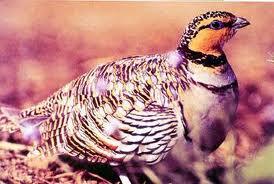 #صور_صيد
#قطا